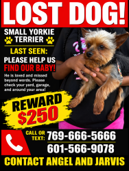 Lost Male Dog last seen Siwell Road, Byram, MS 39272