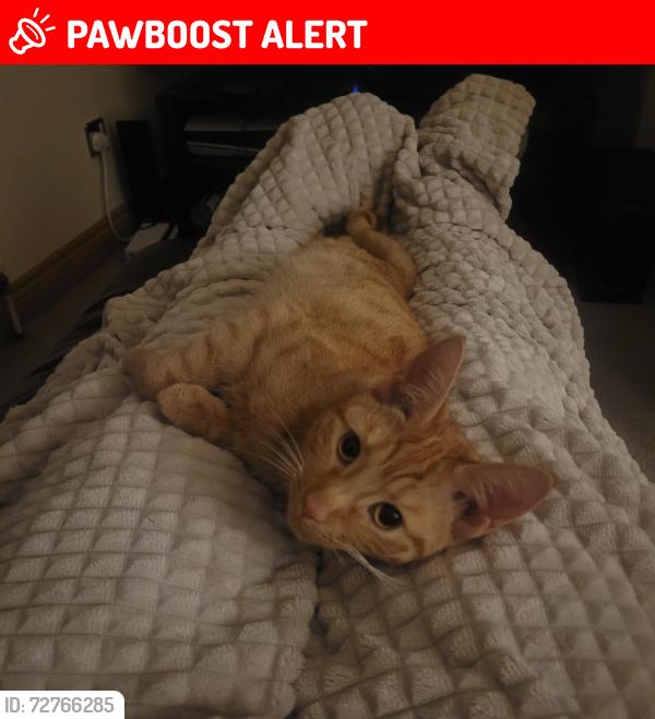 Lost Female Cat last seen Saltwell road , Saltwell, England NE8 4TN