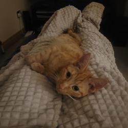 Lost Female Cat last seen Saltwell road , Saltwell, England NE8 4TN