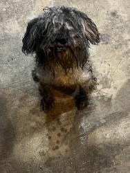 Found/Stray Unknown Dog last seen Generations Park, Bedford, TX 76022