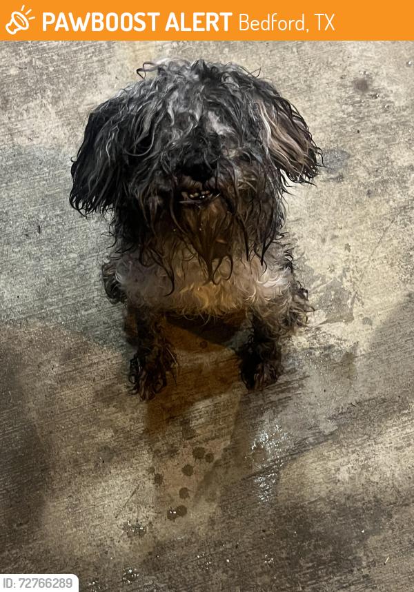 Found/Stray Unknown Dog last seen Generations Park, Bedford, TX 76022