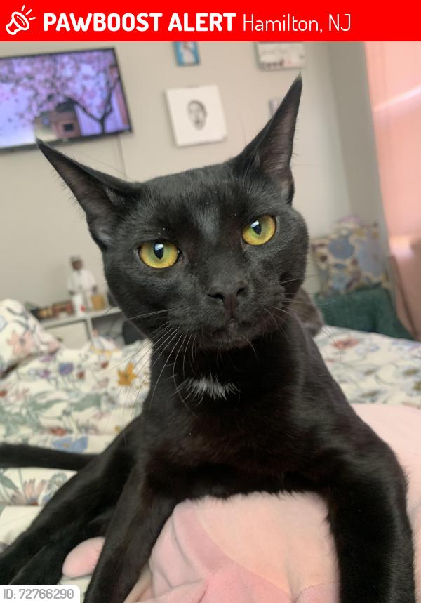 Lost Female Cat last seen By Oakcrest high school Walmart , Hamilton, NJ 08330
