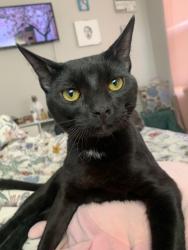 Lost Female Cat last seen By Oakcrest high school Walmart , Hamilton, NJ 08330