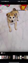 Lost Male Dog last seen Gachibowli stadium , Hyderabad, TS 500032