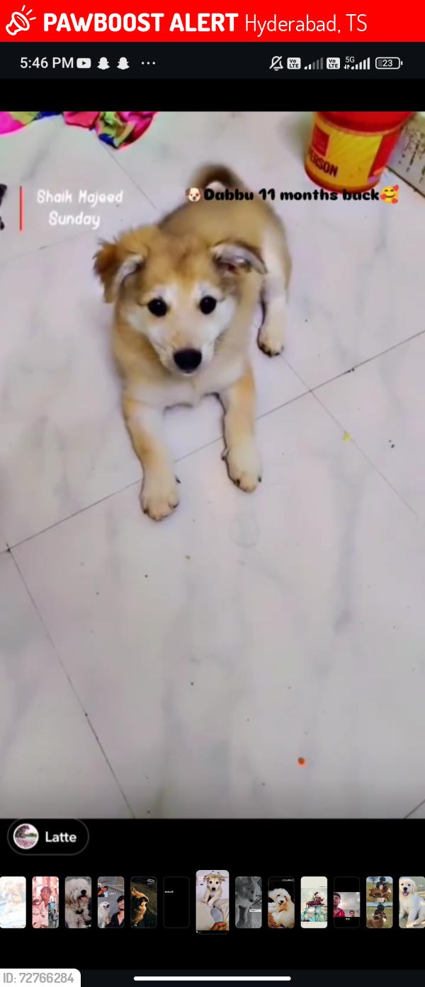 Lost Male Dog last seen Gachibowli stadium , Hyderabad, TS 500032