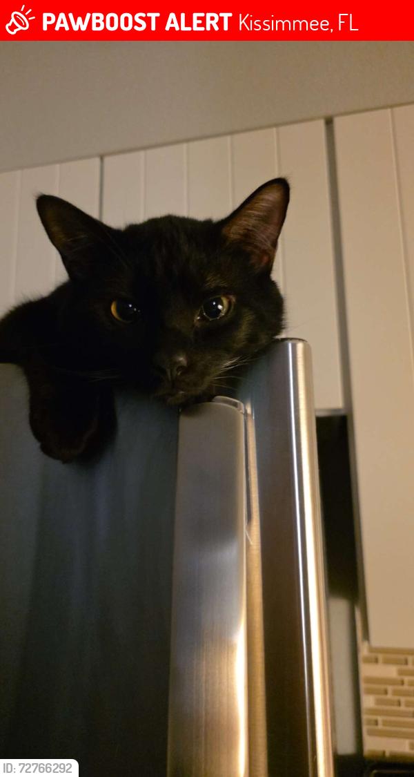 Lost Male Cat last seen arabian nights and 192, Kissimmee, FL 34747