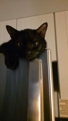Lost Male Cat last seen arabian nights and 192, Kissimmee, FL 34747