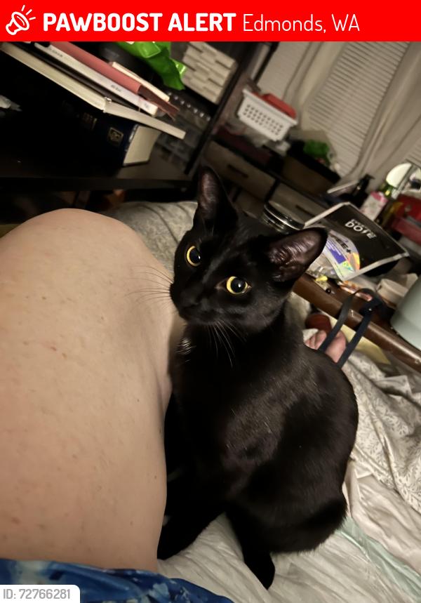 Lost Female Cat last seen Near Lutheran church , Edmonds, WA 98026