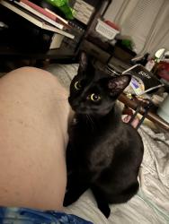 Lost Female Cat last seen Near Lutheran church , Edmonds, WA 98026