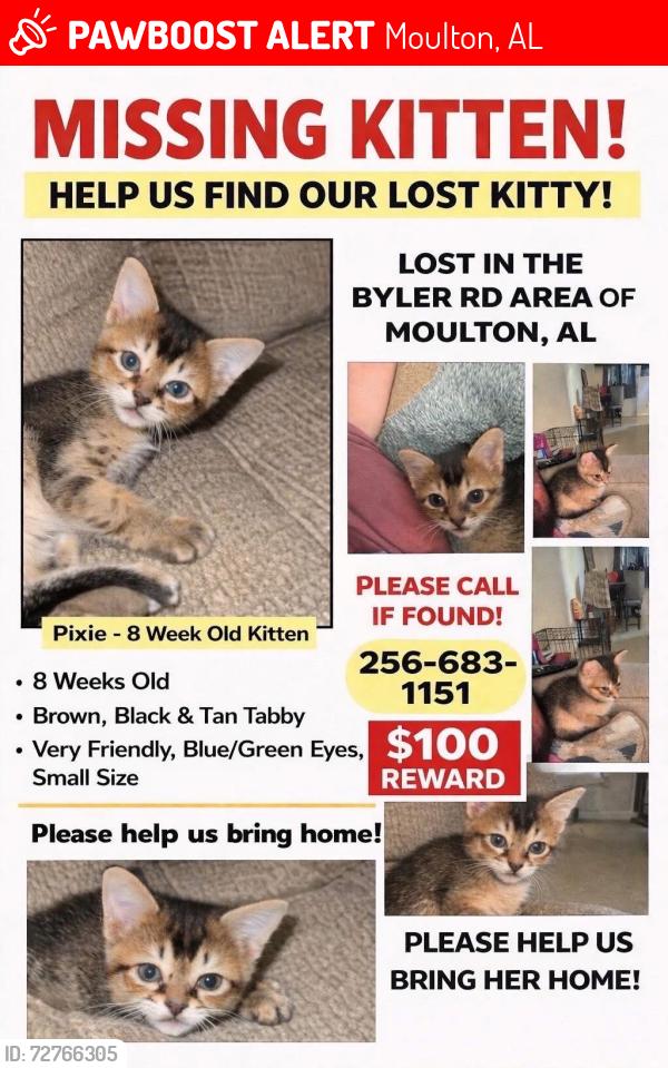 Lost Female Cat last seen Byler rd, Moulton, AL 35650