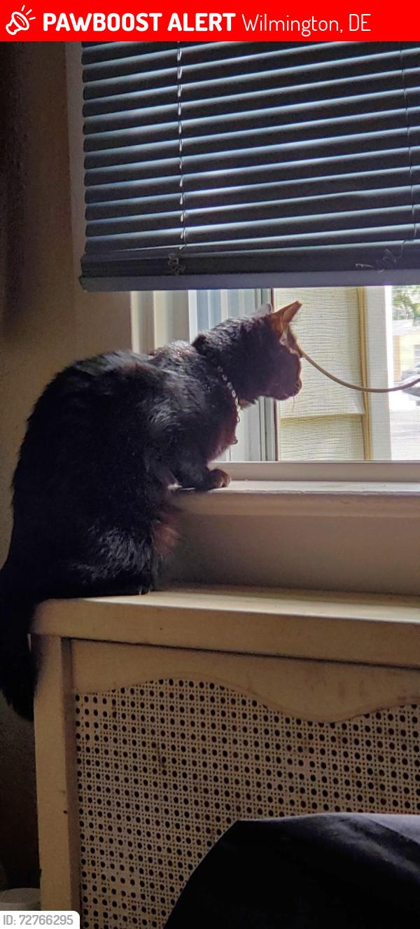 Lost Female Cat last seen Not sure , Wilmington, DE 19805