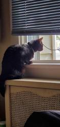 Lost Female Cat last seen Not sure , Wilmington, DE 19805