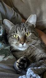 Lost Female Cat last seen Cactus View Dr, Golden Valley, Reno, NV 89506