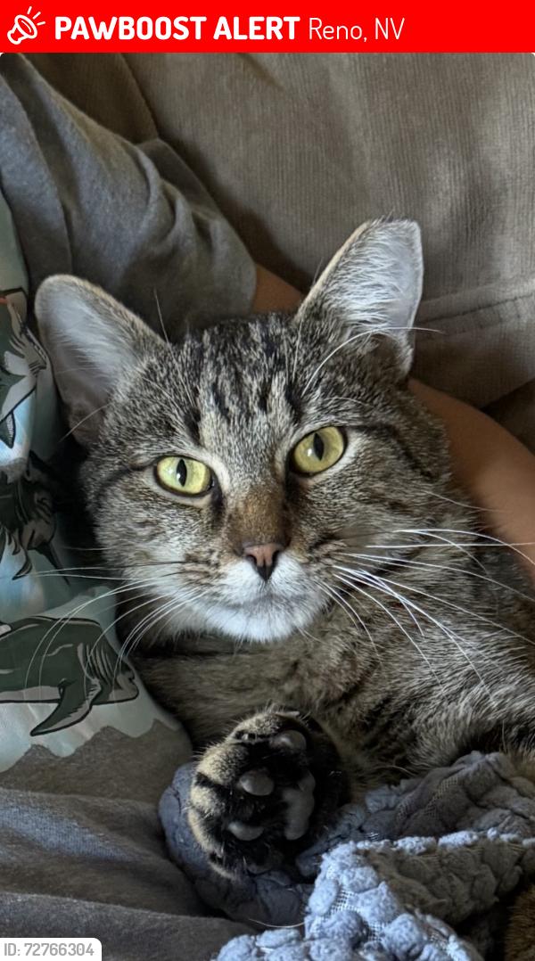 Lost Female Cat last seen Cactus View Dr, Golden Valley, Reno, NV 89506