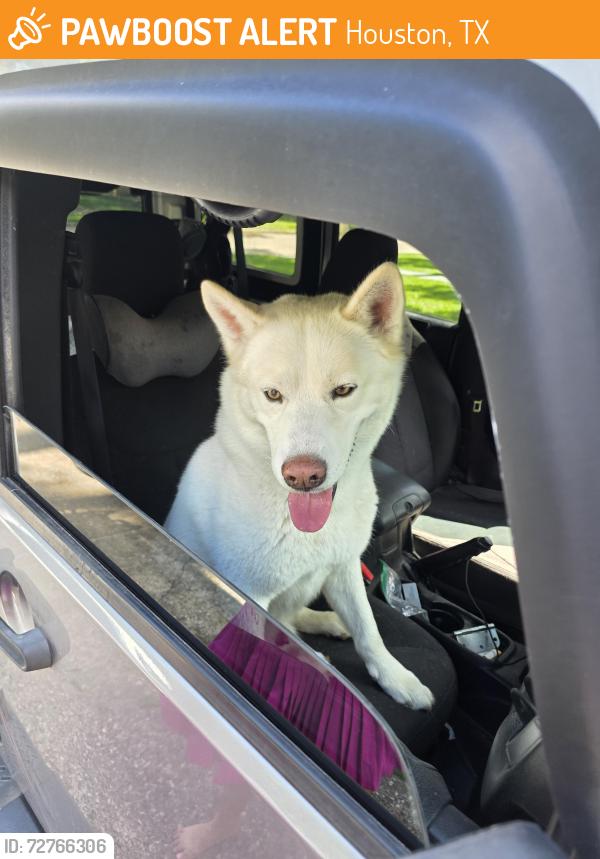 Found/Stray Male Dog last seen Meyer Dog Park, Houston, TX 77069