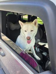 Found/Stray Male Dog last seen Meyer Dog Park, Houston, TX 77069