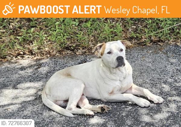 Found/Stray Male Dog last seen Quail Hollow Blvd, Wesley Chapel, FL 33544