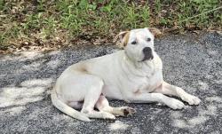 Found/Stray Male Dog last seen Quail Hollow Blvd, Wesley Chapel, FL 33544