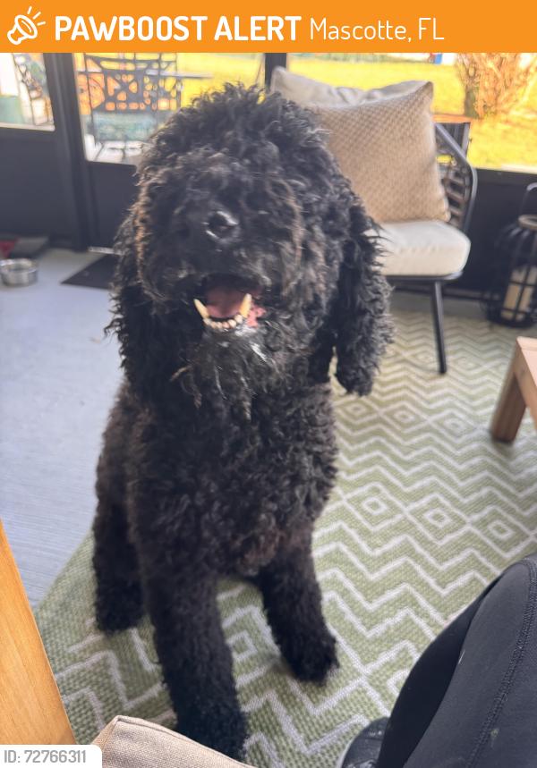 Found/Stray Unknown Dog last seen Duke lake, Mascotte, FL 34753
