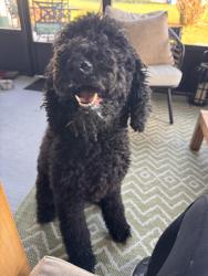 Found/Stray Unknown Dog last seen Duke lake, Mascotte, FL 34753