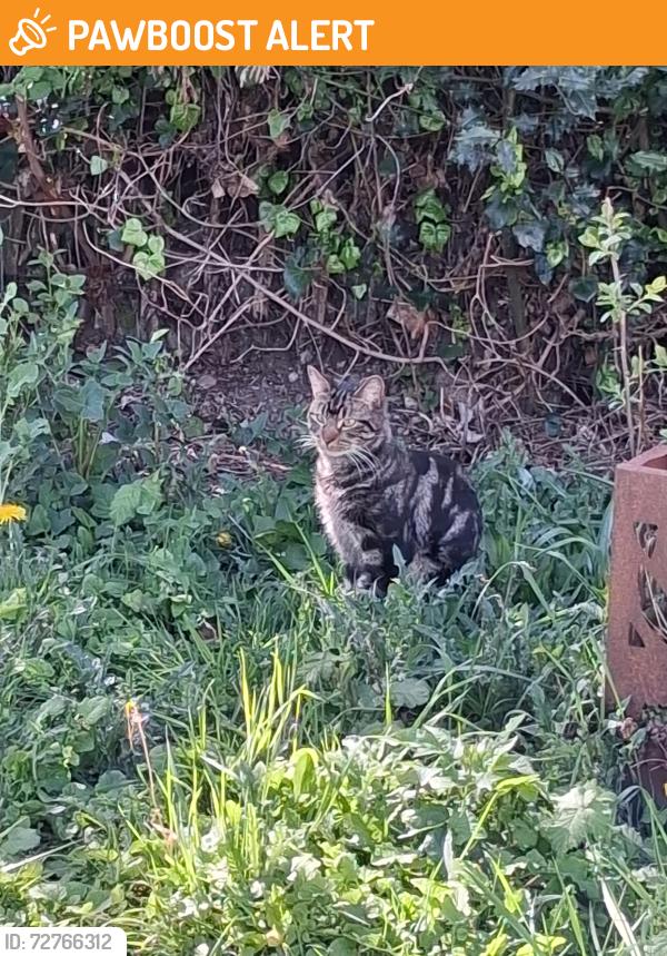 Found/Stray Male Cat last seen Jimmy Hill way, West Midlands, England CV2 4QU