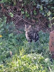 Found/Stray Male Cat last seen Jimmy Hill way, West Midlands, England CV2 4QU