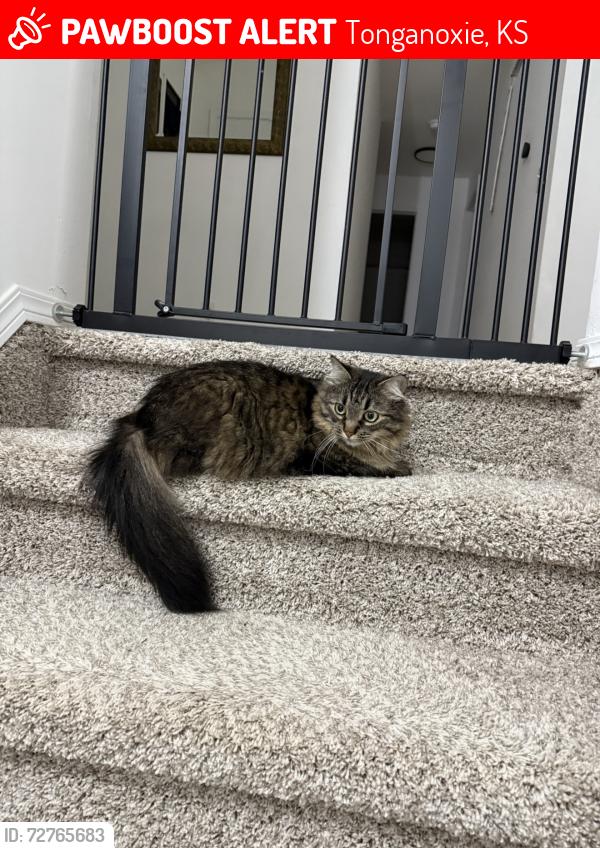 Lost Female Cat last seen 12th St Tonganoxie KS, Tonganoxie, KS 66086