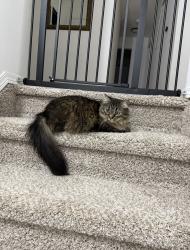 Lost Female Cat last seen 12th St Tonganoxie KS, Tonganoxie, KS 66086
