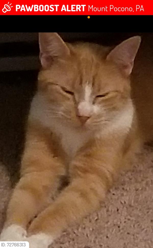 Lost Female Cat last seen Brunswicke Drive , Mount Pocono, PA 18344