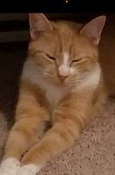 Lost Female Cat last seen Brunswicke Drive , Mount Pocono, PA 18344
