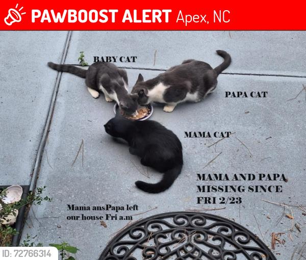 Lost Female Cat last seen Weaver Crossing Drive, Apex, NC 27502