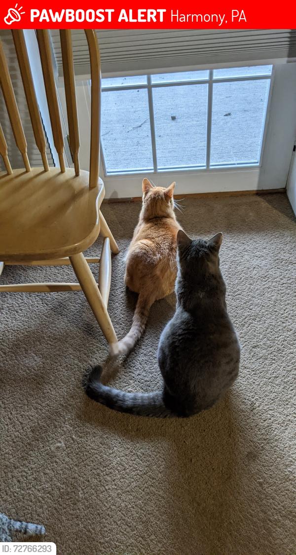Lost Male Cat last seen log cabin inn: scenic ridge vondas, Harmony, PA 16037