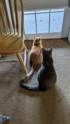 Lost Male Cat last seen log cabin inn: scenic ridge vondas, Harmony, PA 16037