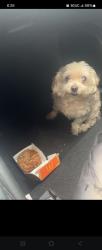 Lost Male Dog last seen Liberty Blvd and Commercial Place, South Gate, CA 90280