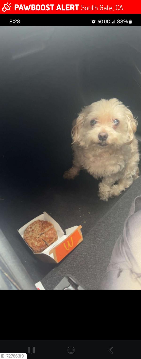 Lost Male Dog last seen Liberty Blvd and Commercial Place, South Gate, CA 90280