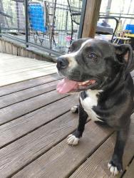 Found/Stray Male Dog last seen Close to Rockdale/ Henry County line at hwy 138 and Fairview rd, Stockbridge, GA 30281