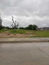 Found/Stray Unknown Dog last seen Sarah Lee Drive and Pemberton Hill Rd, Dallas, TX 75217