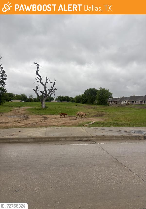 Found/Stray Unknown Dog last seen Sarah Lee Drive and Pemberton Hill Rd, Dallas, TX 75217
