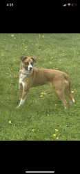 Found/Stray Female Dog last seen 30th Street & Cumberland Road, Indianapolis, IN 46235