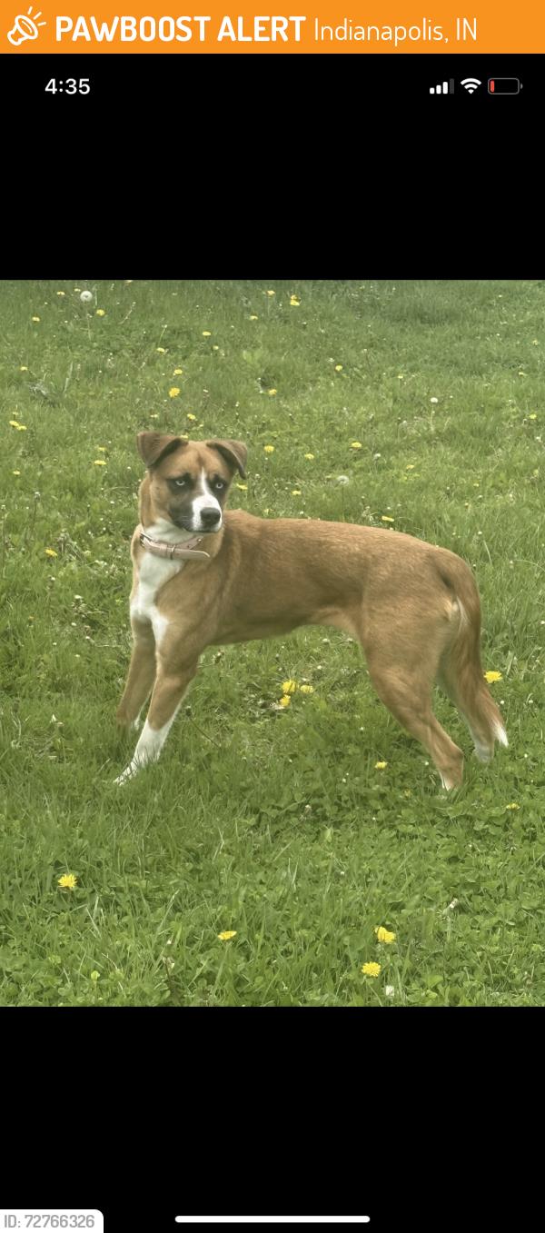 Found/Stray Female Dog last seen 30th Street & Cumberland Road, Indianapolis, IN 46235
