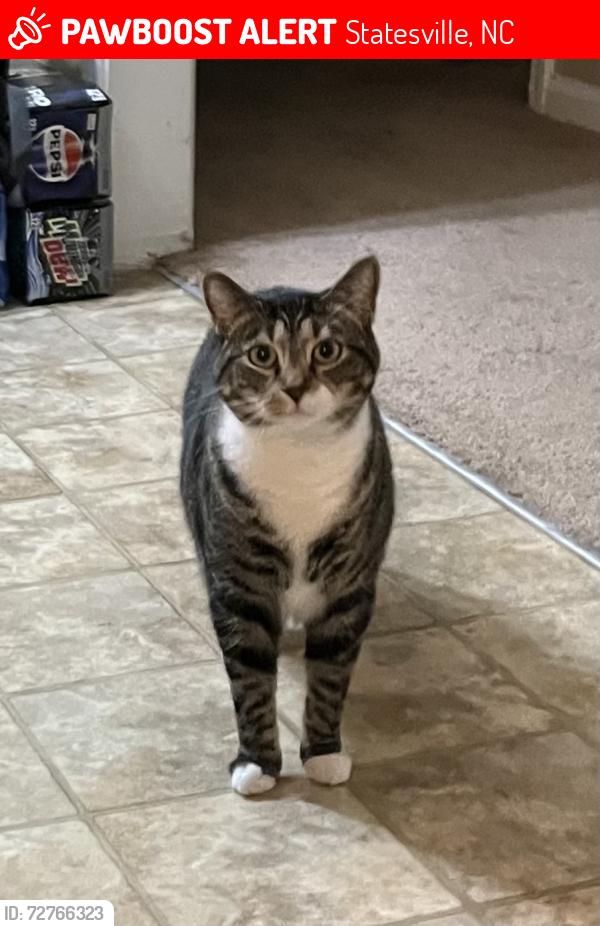 Lost Male Cat last seen Behind Hobby Lobby, Statesville, NC 28625