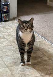 Lost Male Cat last seen Behind Hobby Lobby, Statesville, NC 28625