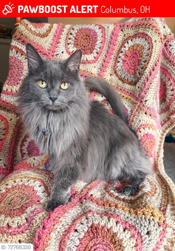 Lost Female Cat last seen Nortnwoods apmts, Columbus, OH 43235