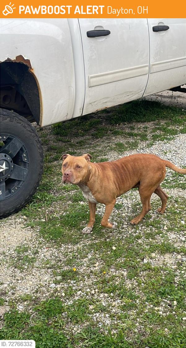 Found/Stray Male Dog last seen Jersey street & East 3rd street , Dayton, OH 45402