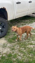 Found/Stray Male Dog last seen Jersey street & East 3rd street , Dayton, OH 45402