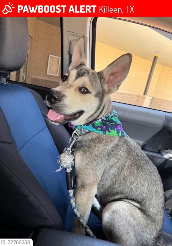 Lost Male Dog last seen Delicias Meat Market and 28th street, Killeen, TX 76541