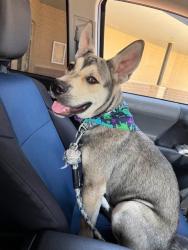 Lost Male Dog last seen Delicias Meat Market and 28th street, Killeen, TX 76541