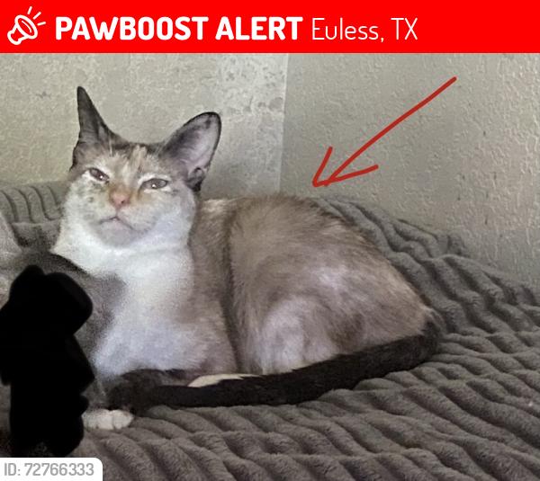 Lost Female Cat last seen Glade road, N main St, Euless, TX 76039