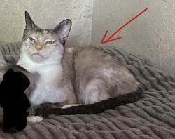 Lost Female Cat last seen Glade road, N main St, Euless, TX 76039