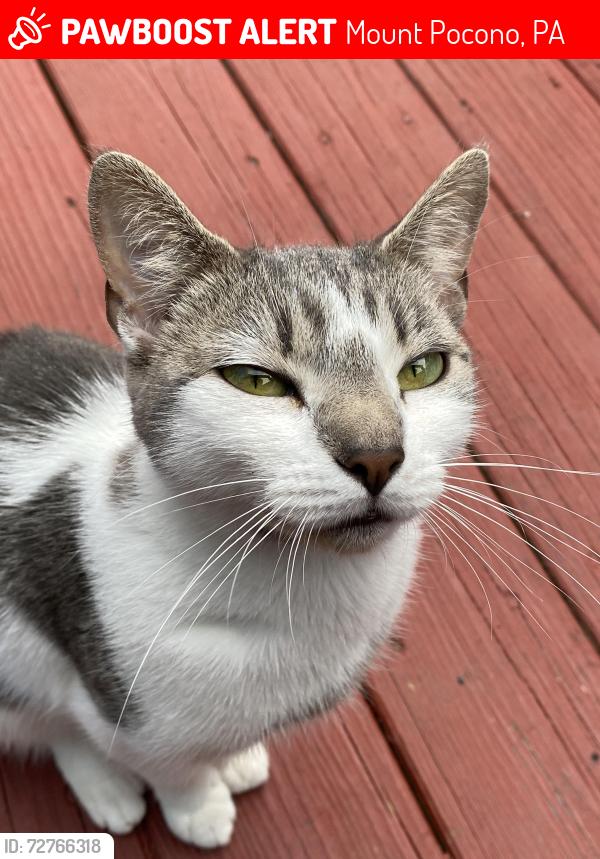 Lost Female Cat last seen Brunswicke drive , Mount Pocono, PA 18344